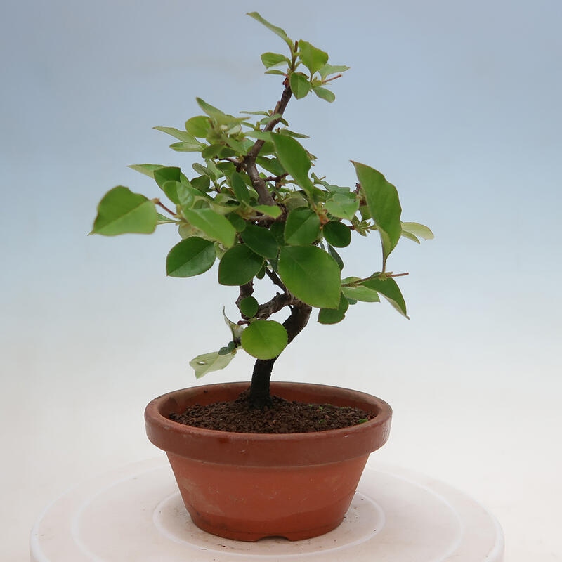 Bonsai da esterno - Pseudocydonia sinensis - Cotogno cinese