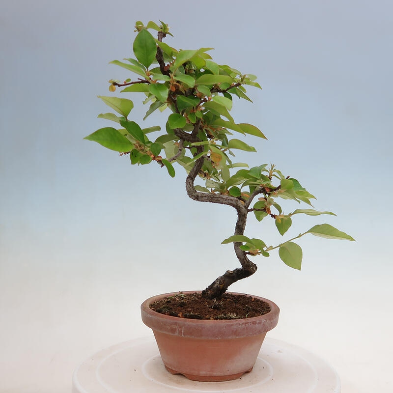 Bonsai da esterno - Pseudocydonia sinensis - Cotogno cinese