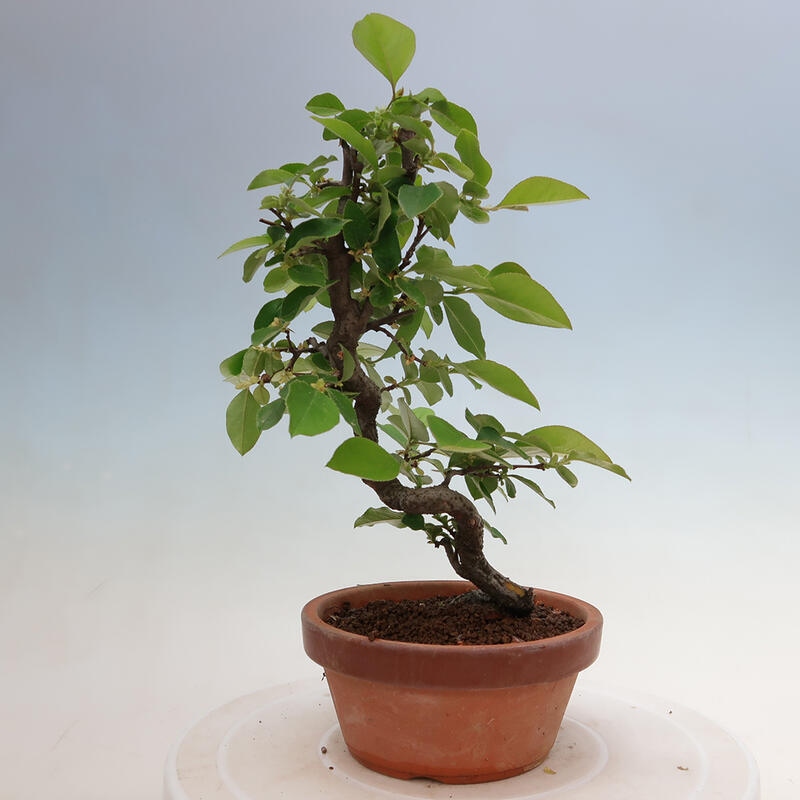 Bonsai da esterno - Pseudocydonia sinensis - Cotogno cinese