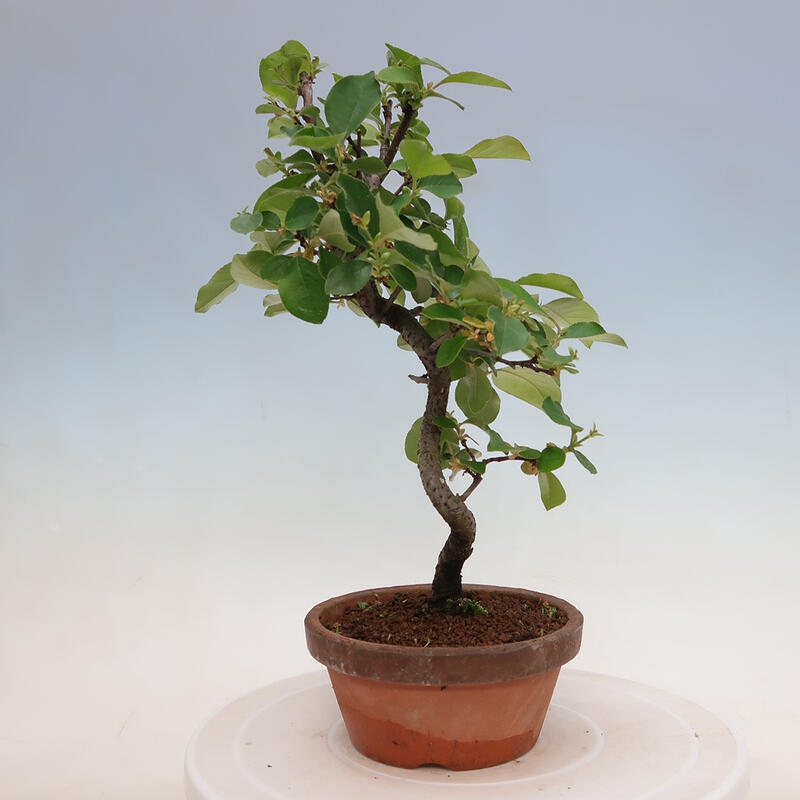 Bonsai da esterno - Pseudocydonia sinensis - Cotogno cinese