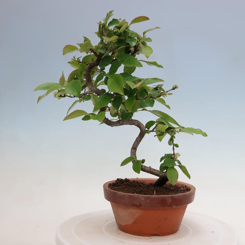 Bonsai da esterno - Pseudocydonia sinensis - Cotogno cinese