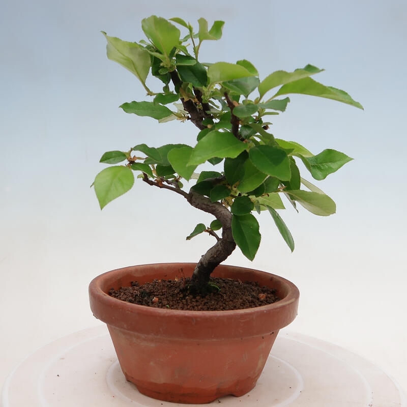 Bonsai da esterno - Pseudocydonia sinensis - Cotogno cinese