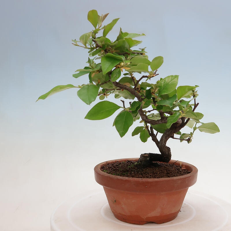 Bonsai da esterno - Pseudocydonia sinensis - Cotogno cinese