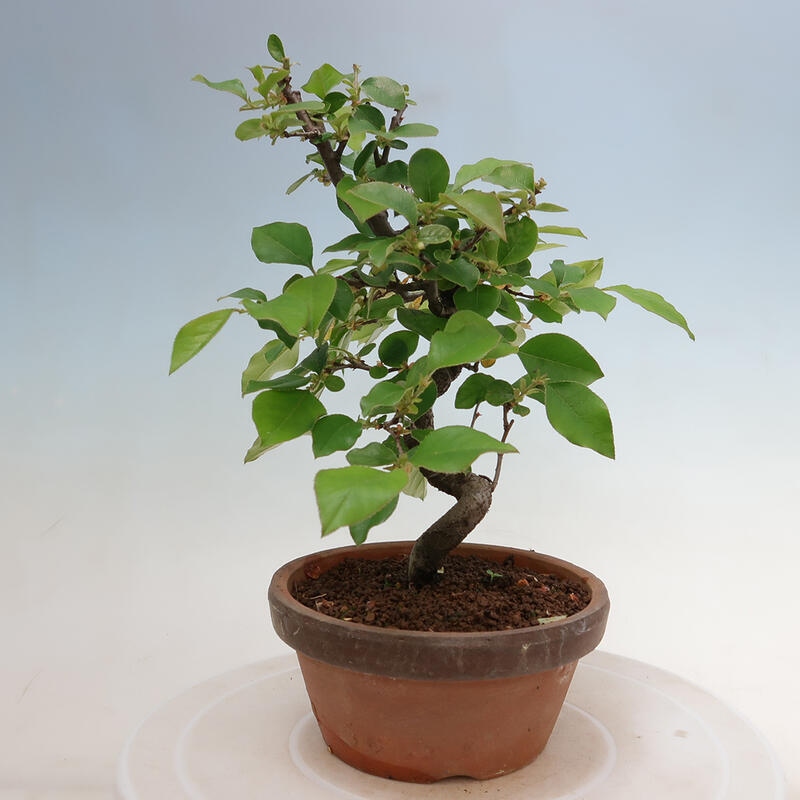 Bonsai da esterno - Pseudocydonia sinensis - Cotogno cinese