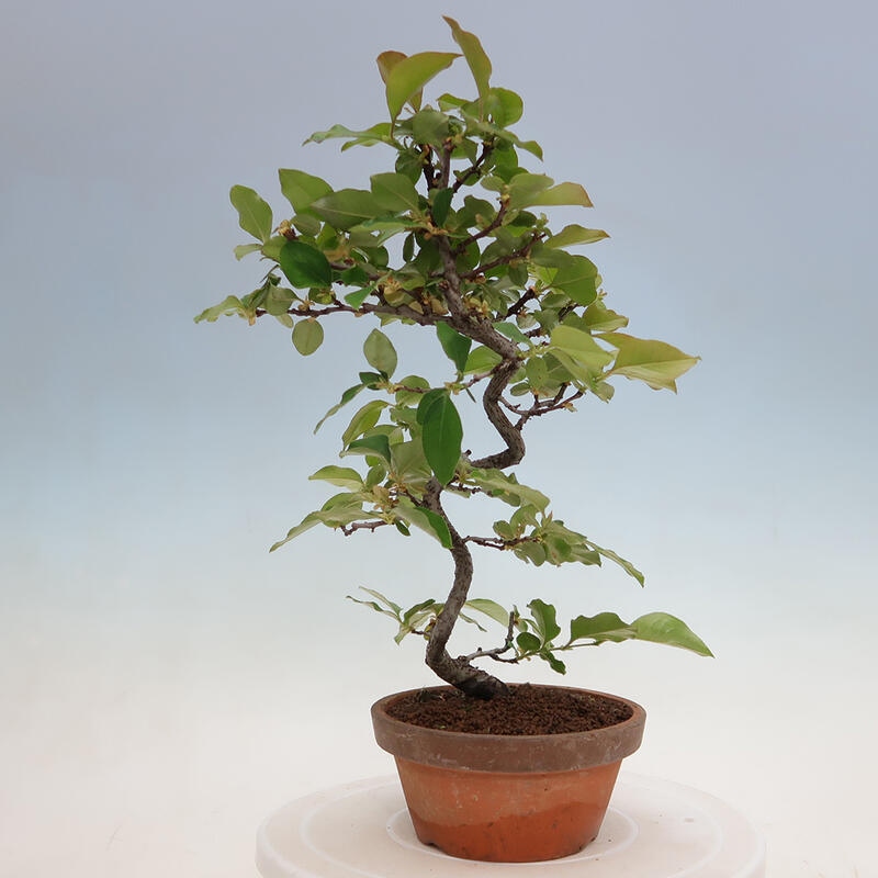 Bonsai da esterno - Pseudocydonia sinensis - Cotogno cinese