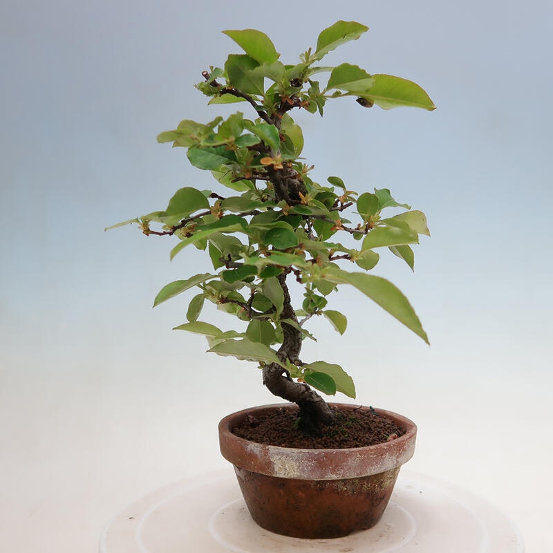 Bonsai da esterno - Pseudocydonia sinensis - Cotogno cinese