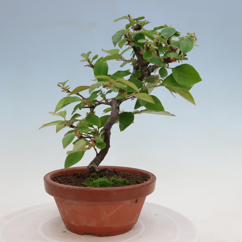 Bonsai da esterno - Pseudocydonia sinensis - Cotogno cinese