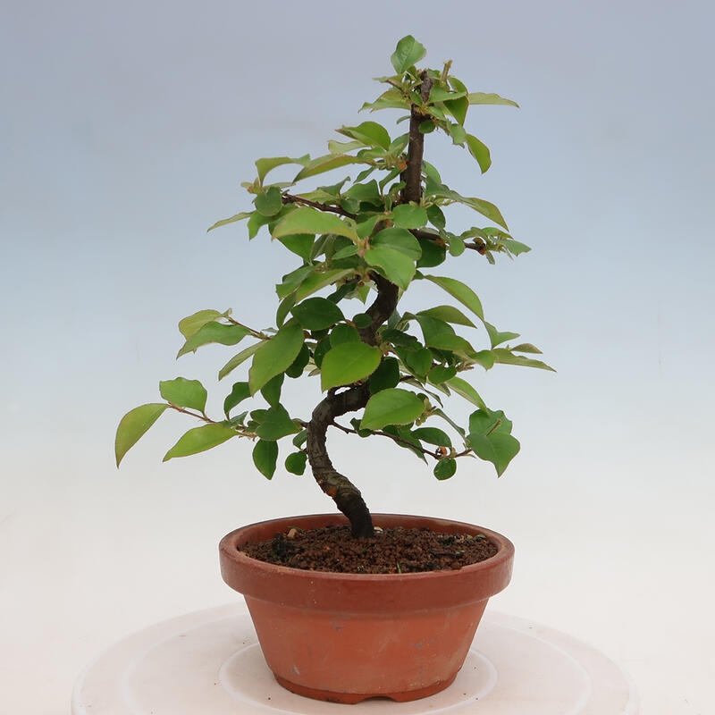 Bonsai da esterno - Pseudocydonia sinensis - Cotogno cinese