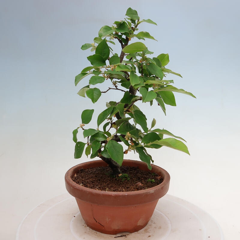 Bonsai da esterno - Pseudocydonia sinensis - Cotogno cinese