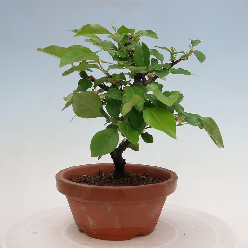 Bonsai da esterno - Pseudocydonia sinensis - Cotogno cinese