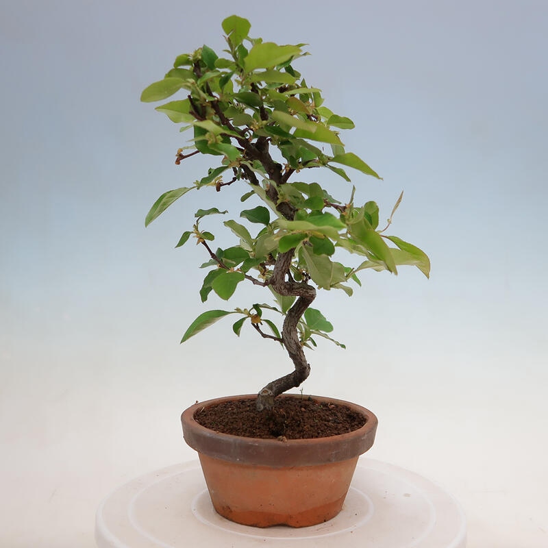 Bonsai da esterno - Pseudocydonia sinensis - Cotogno cinese