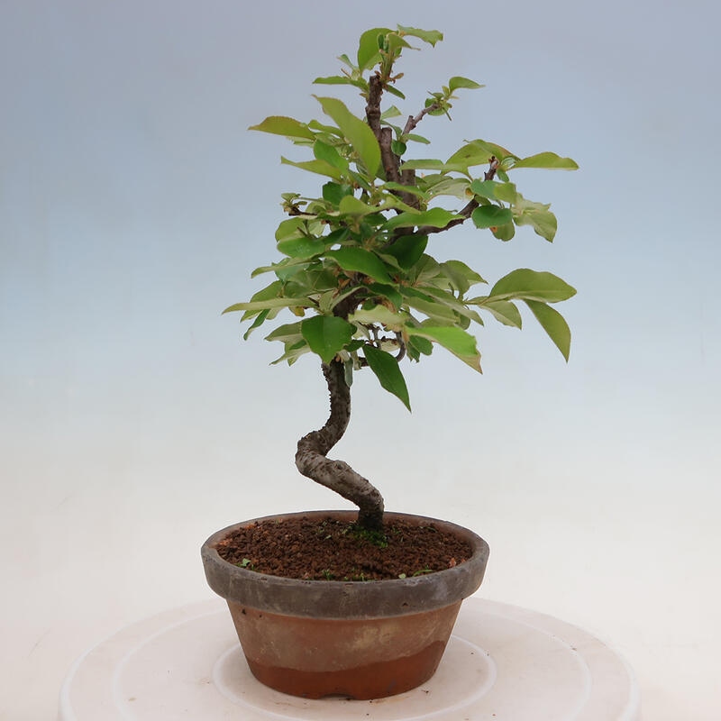 Bonsai da esterno - Pseudocydonia sinensis - Cotogno cinese