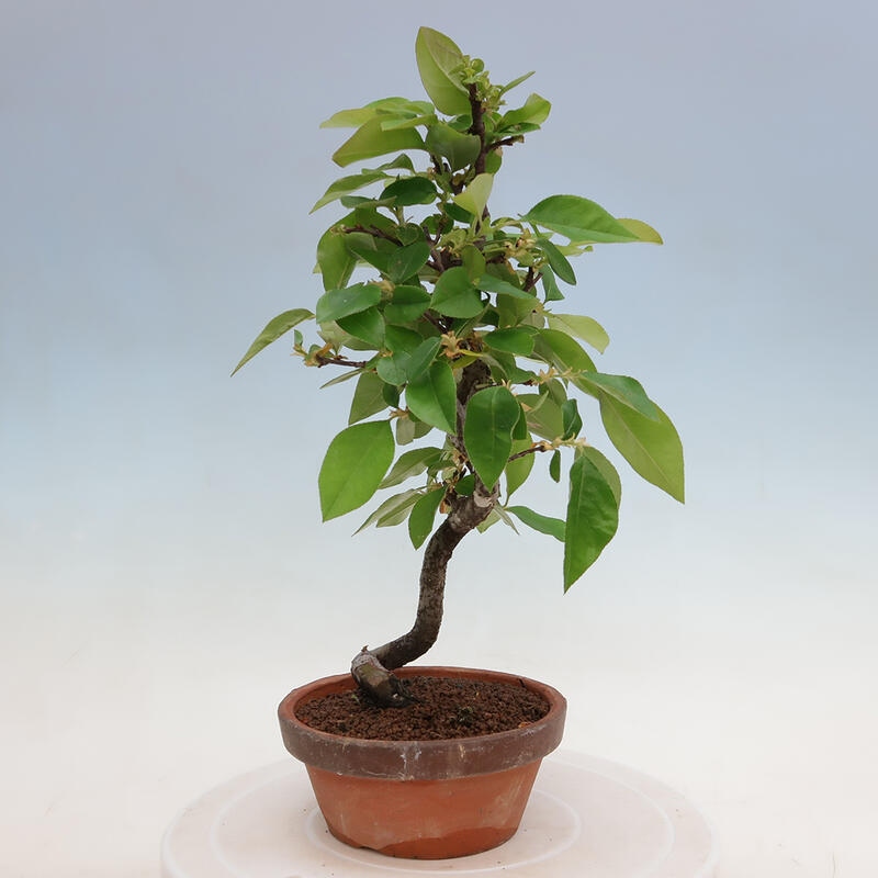 Bonsai da esterno - Pseudocydonia sinensis - Cotogno cinese