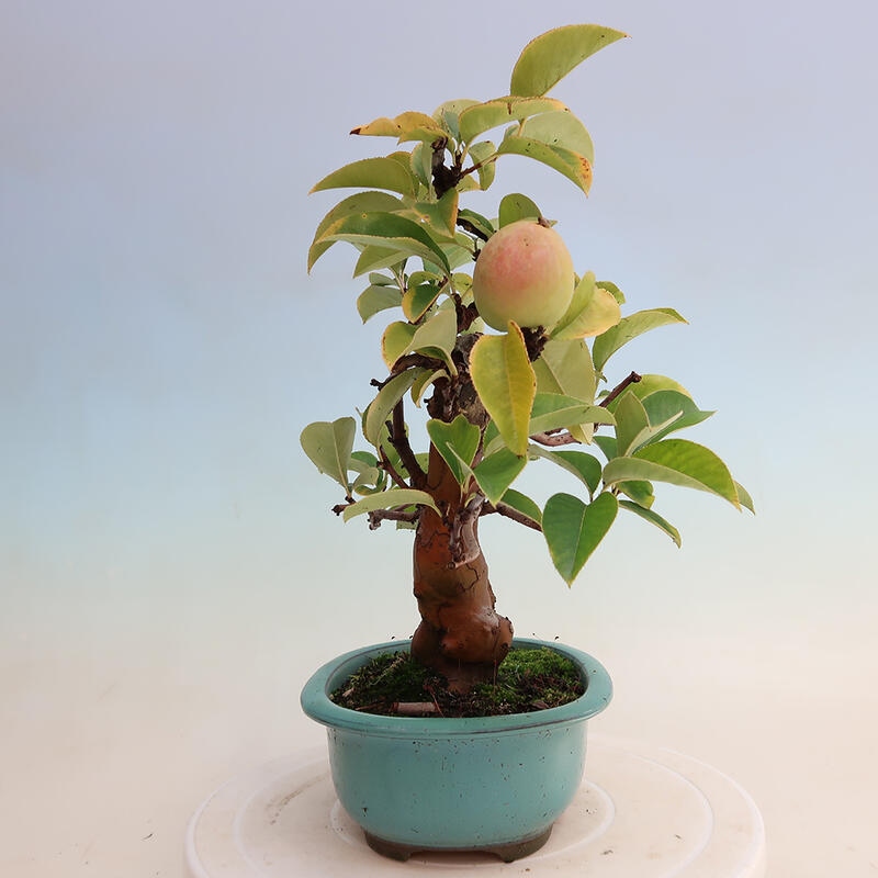 Bonsai da esterno - Pseudocydonia sinensis - Cotogno cinese
