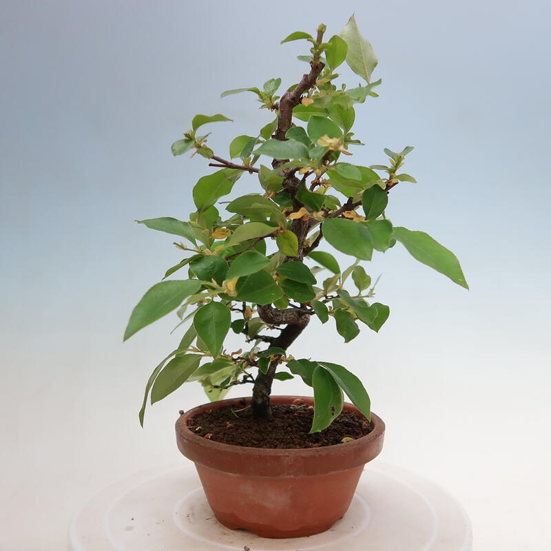 Bonsai da esterno - Pseudocydonia sinensis - Cotogno cinese