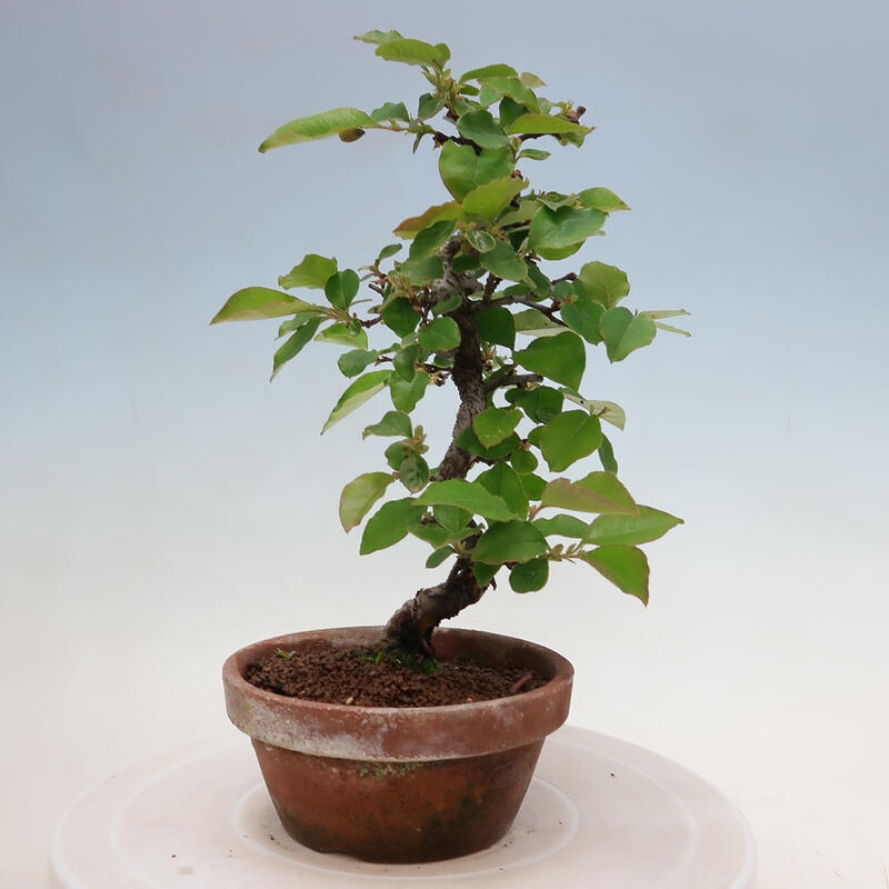 Bonsai da esterno - Pseudocydonia sinensis - Cotogno cinese