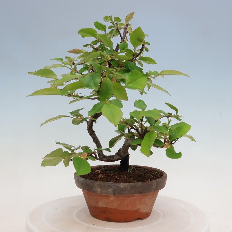 Bonsai da esterno - Pseudocydonia sinensis - Cotogno cinese