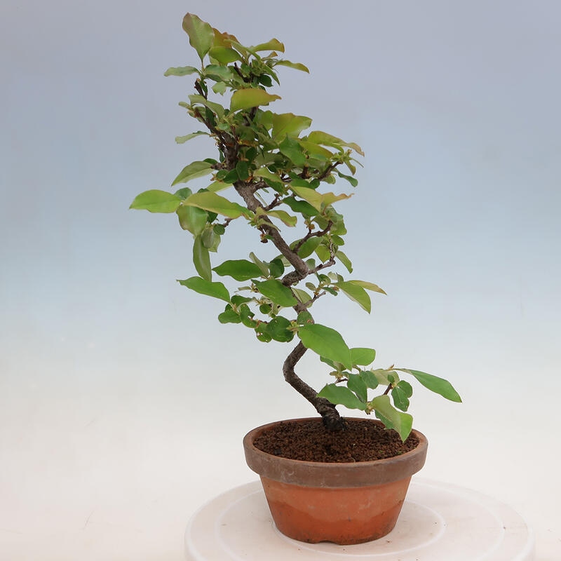 Bonsai da esterno - Pseudocydonia sinensis - Cotogno cinese