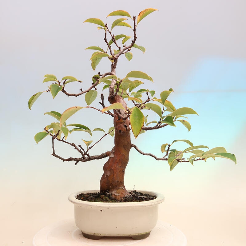 Bonsai da esterno - Pseudocydonia sinensis - Cotogno cinese
