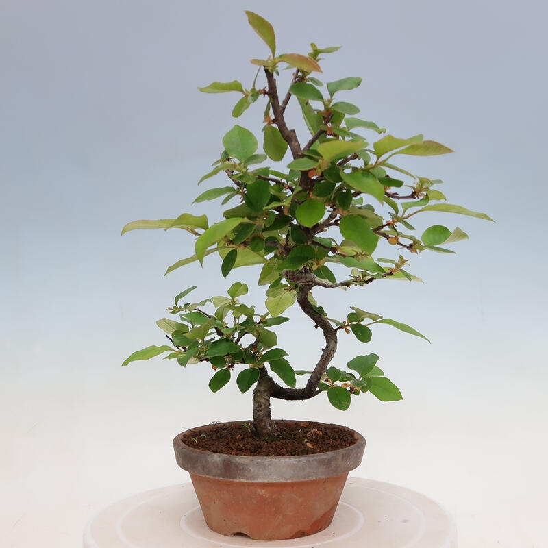 Bonsai da esterno - Pseudocydonia sinensis - Cotogno cinese