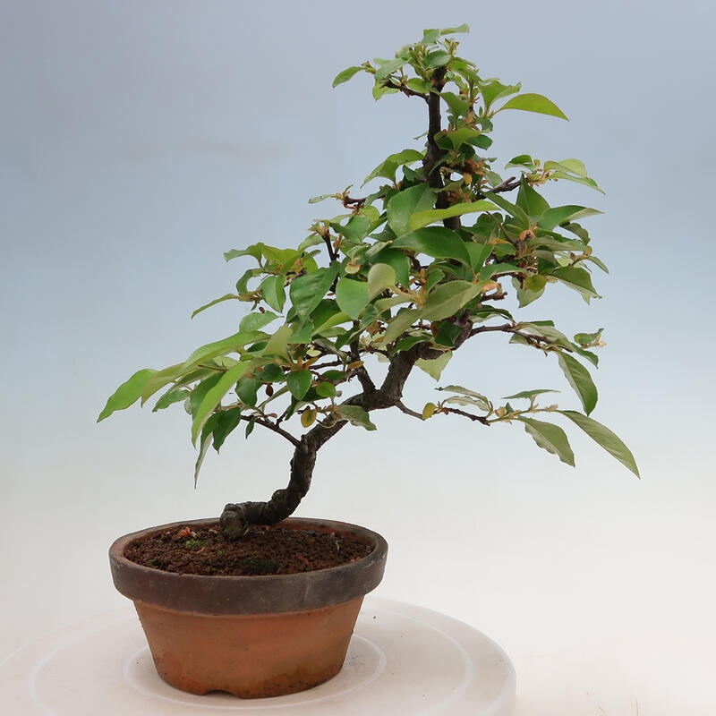 Bonsai da esterno - Pseudocydonia sinensis - Cotogno cinese