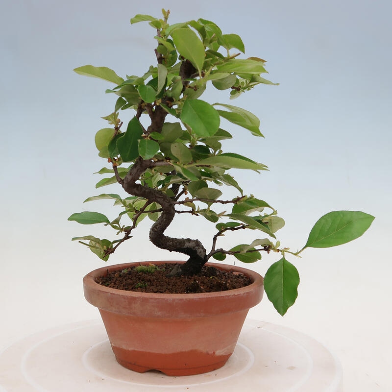 Bonsai da esterno - Pseudocydonia sinensis - Cotogno cinese