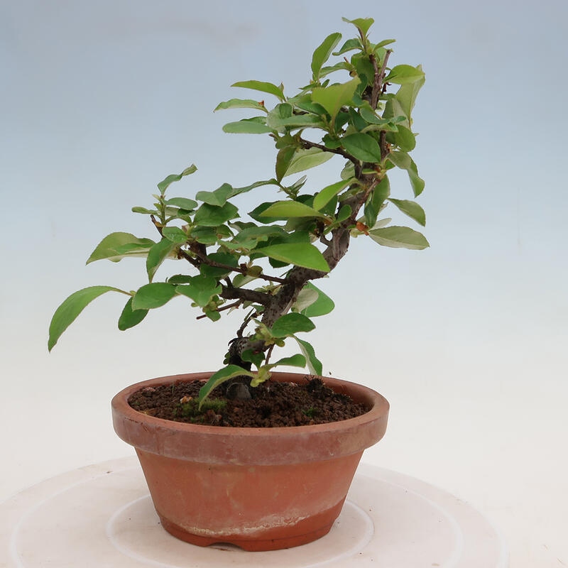 Bonsai da esterno - Pseudocydonia sinensis - Cotogno cinese