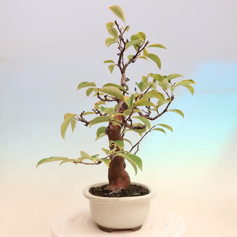 Bonsai da esterno - Pseudocydonia sinensis - Cotogno cinese