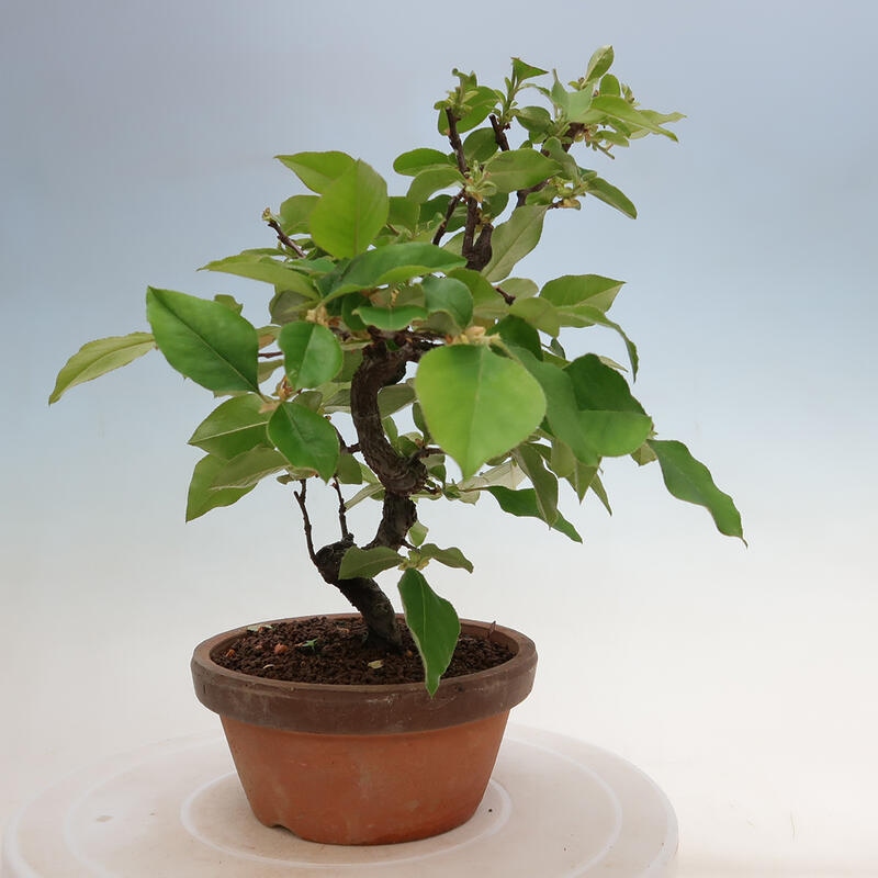 Bonsai da esterno - Pseudocydonia sinensis - Cotogno cinese