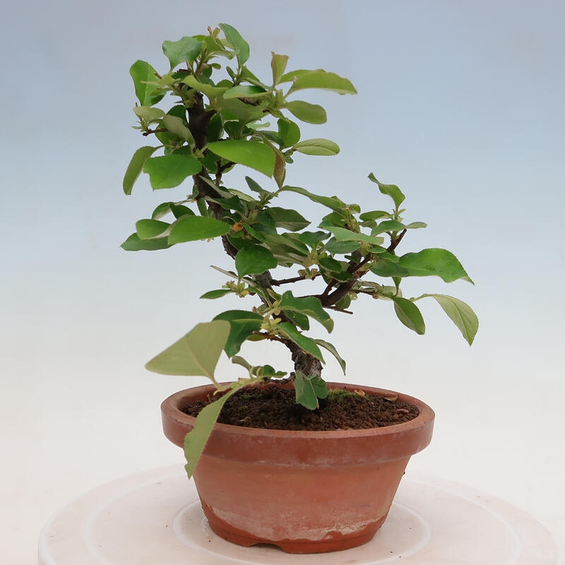 Bonsai da esterno - Pseudocydonia sinensis - Cotogno cinese