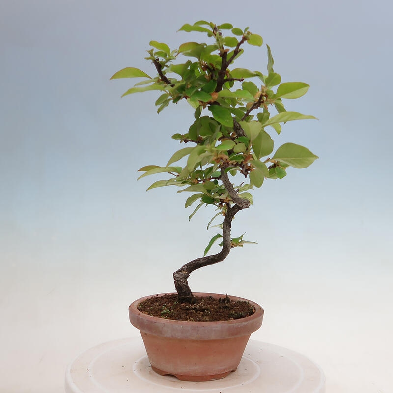 Bonsai da esterno - Pseudocydonia sinensis - Cotogno cinese