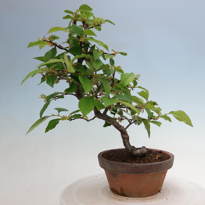 Bonsai da esterno - Pseudocydonia sinensis - Cotogno cinese