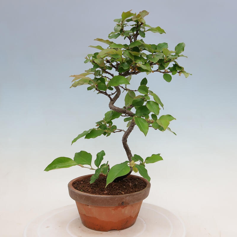 Bonsai da esterno - Pseudocydonia sinensis - Cotogno cinese