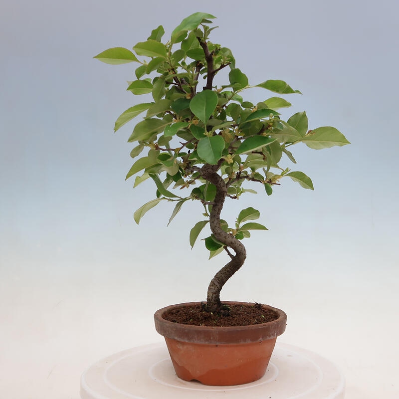 Bonsai da esterno - Pseudocydonia sinensis - Cotogno cinese