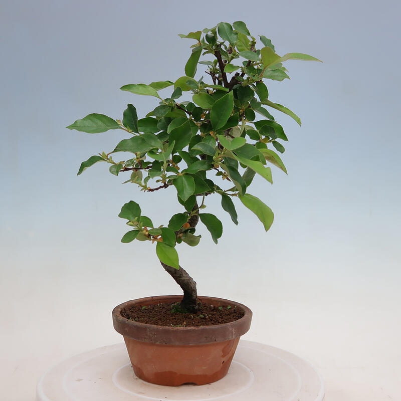 Bonsai da esterno - Pseudocydonia sinensis - Cotogno cinese
