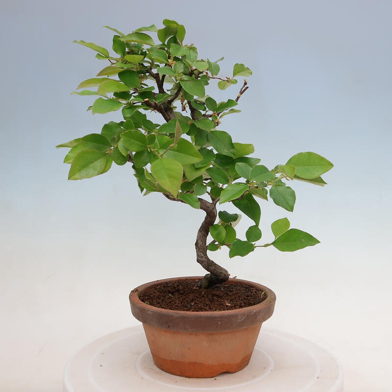 Bonsai da esterno - Pseudocydonia sinensis - Cotogno cinese