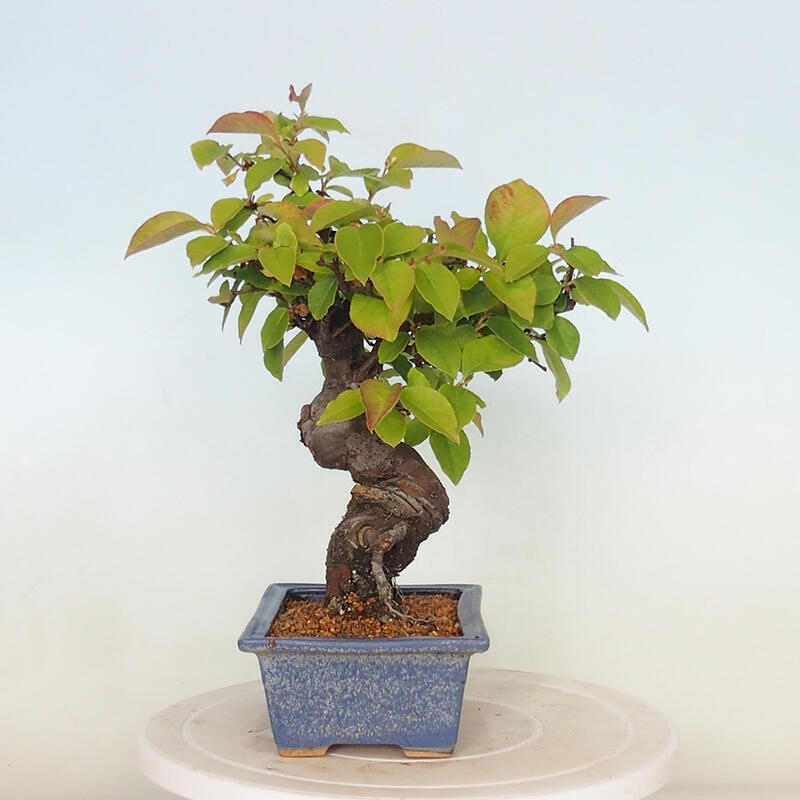 Bonsai da esterno - Pseudocydonia sinensis - Cotogno cinese
