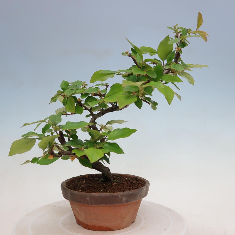 Bonsai da esterno - Pseudocydonia sinensis - Cotogno cinese