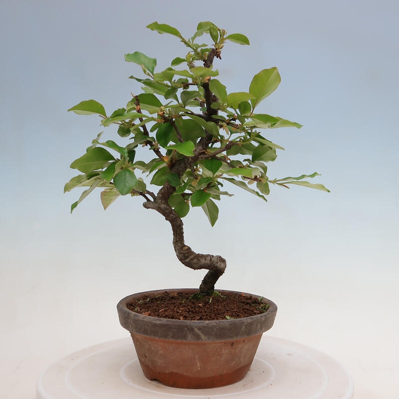 Bonsai da esterno - Pseudocydonia sinensis - Cotogno cinese