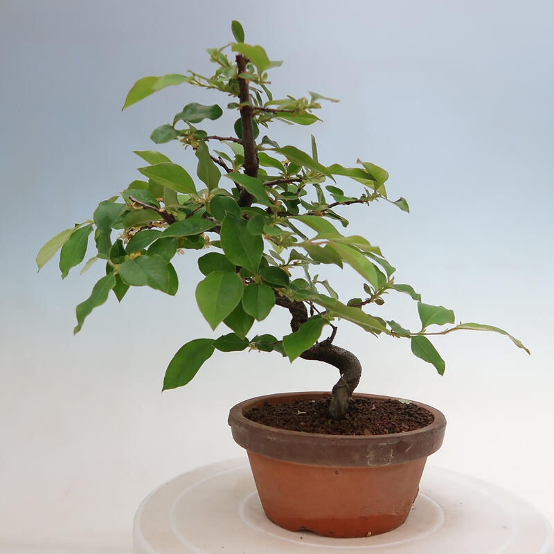 Bonsai da esterno - Pseudocydonia sinensis - Cotogno cinese