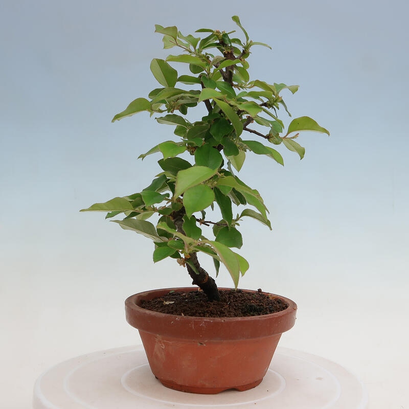 Bonsai da esterno - Pseudocydonia sinensis - Cotogno cinese