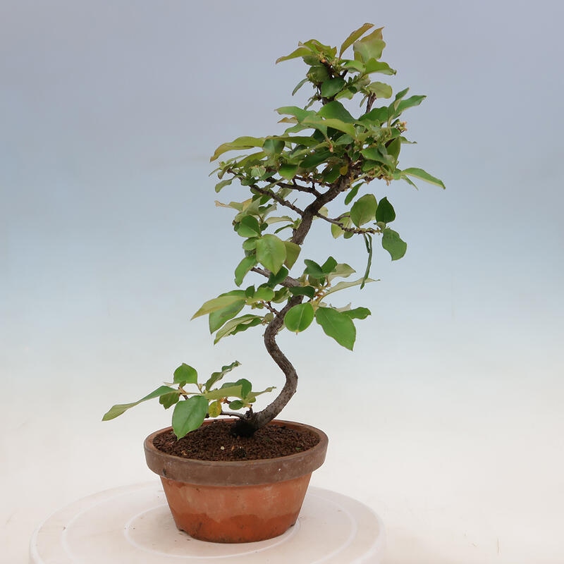 Bonsai da esterno - Pseudocydonia sinensis - Cotogno cinese