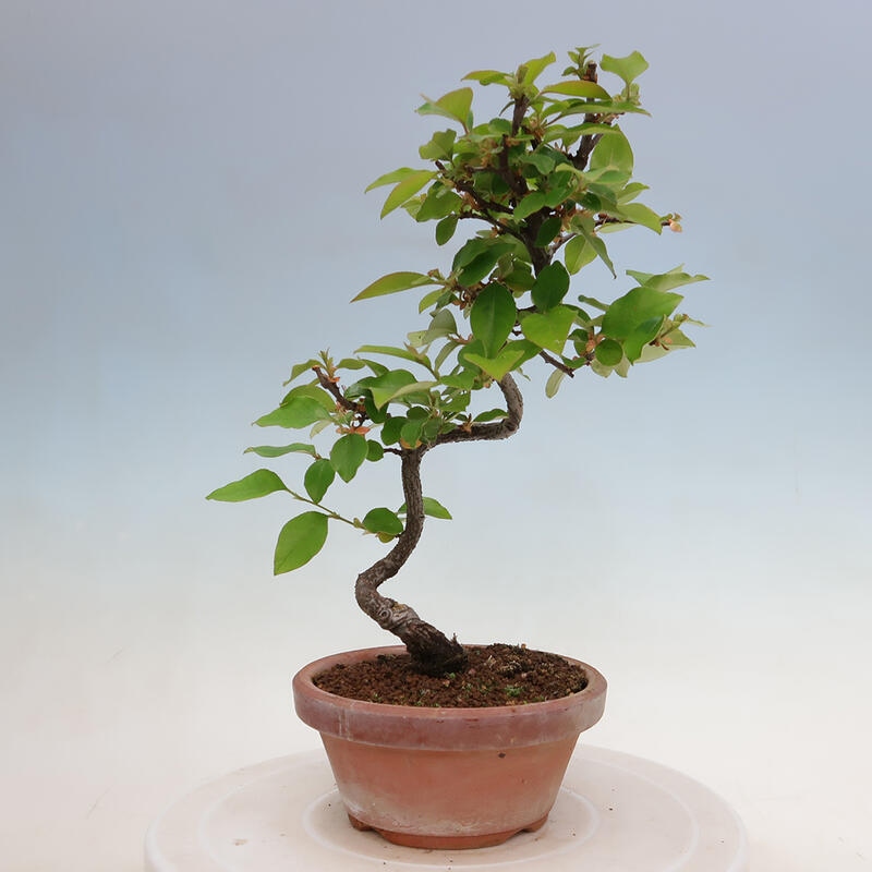 Bonsai da esterno - Pseudocydonia sinensis - Cotogno cinese