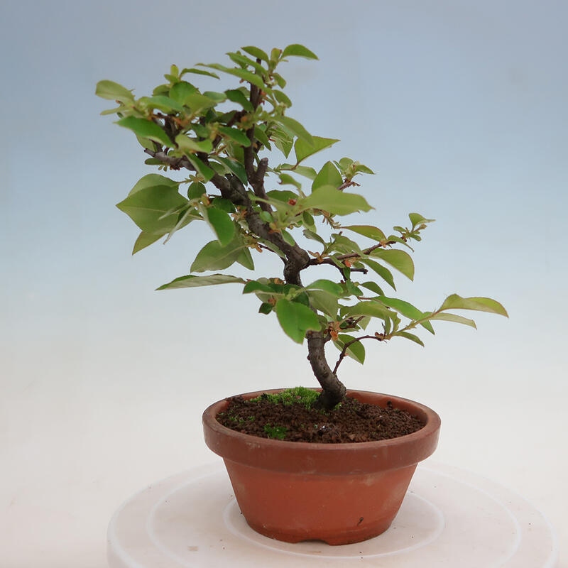 Bonsai da esterno - Pseudocydonia sinensis - Cotogno cinese
