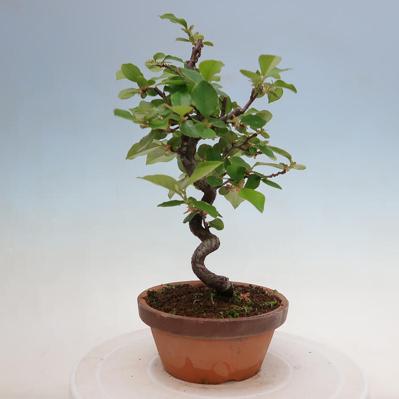 Bonsai da esterno - Pseudocydonia sinensis - Cotogno cinese