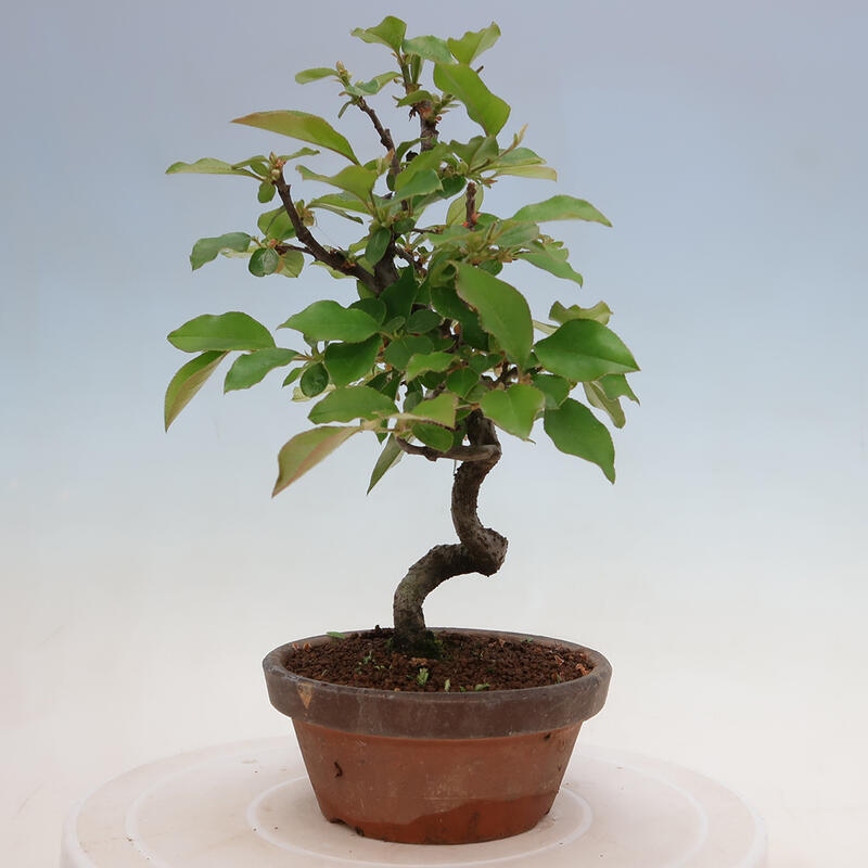Bonsai da esterno - Pseudocydonia sinensis - Cotogno cinese