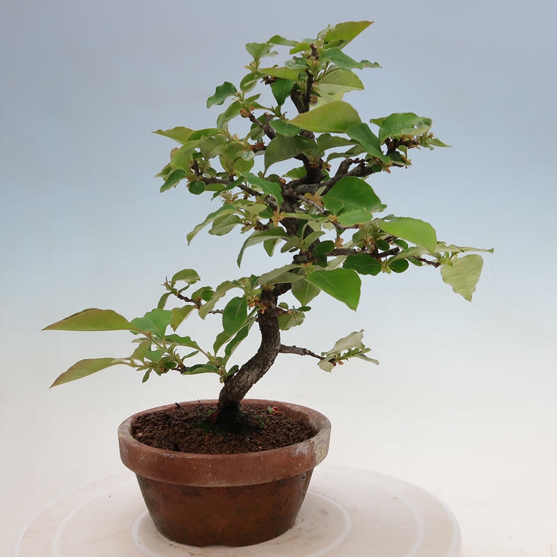 Bonsai da esterno - Pseudocydonia sinensis - Cotogno cinese