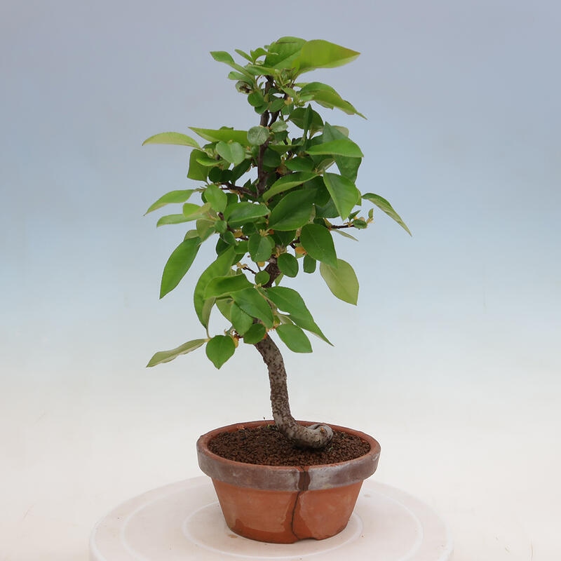 Bonsai da esterno - Pseudocydonia sinensis - Cotogno cinese