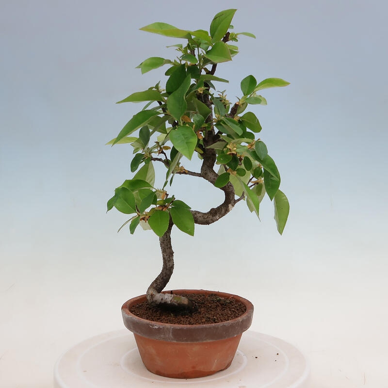 Bonsai da esterno - Pseudocydonia sinensis - Cotogno cinese