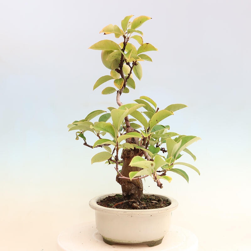 Bonsai da esterno - Pseudocydonia sinensis - Cotogno cinese